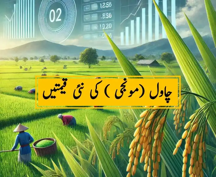 rice price in Pakistan