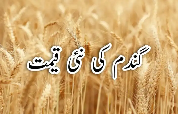 wheat price in Pakistan