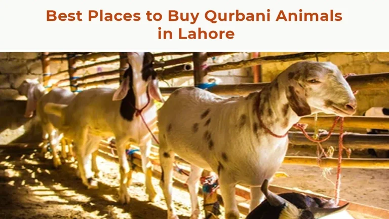 Best Places to Buy Qurbani Animals in Lahore – Eid-ul-Adha 2025