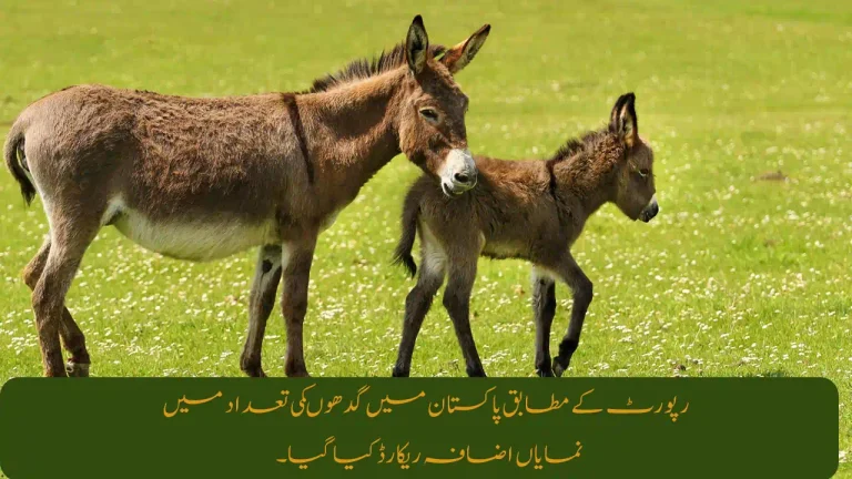 Pakistan Witnesses Surge in Donkey and Livestock Population, Says Report